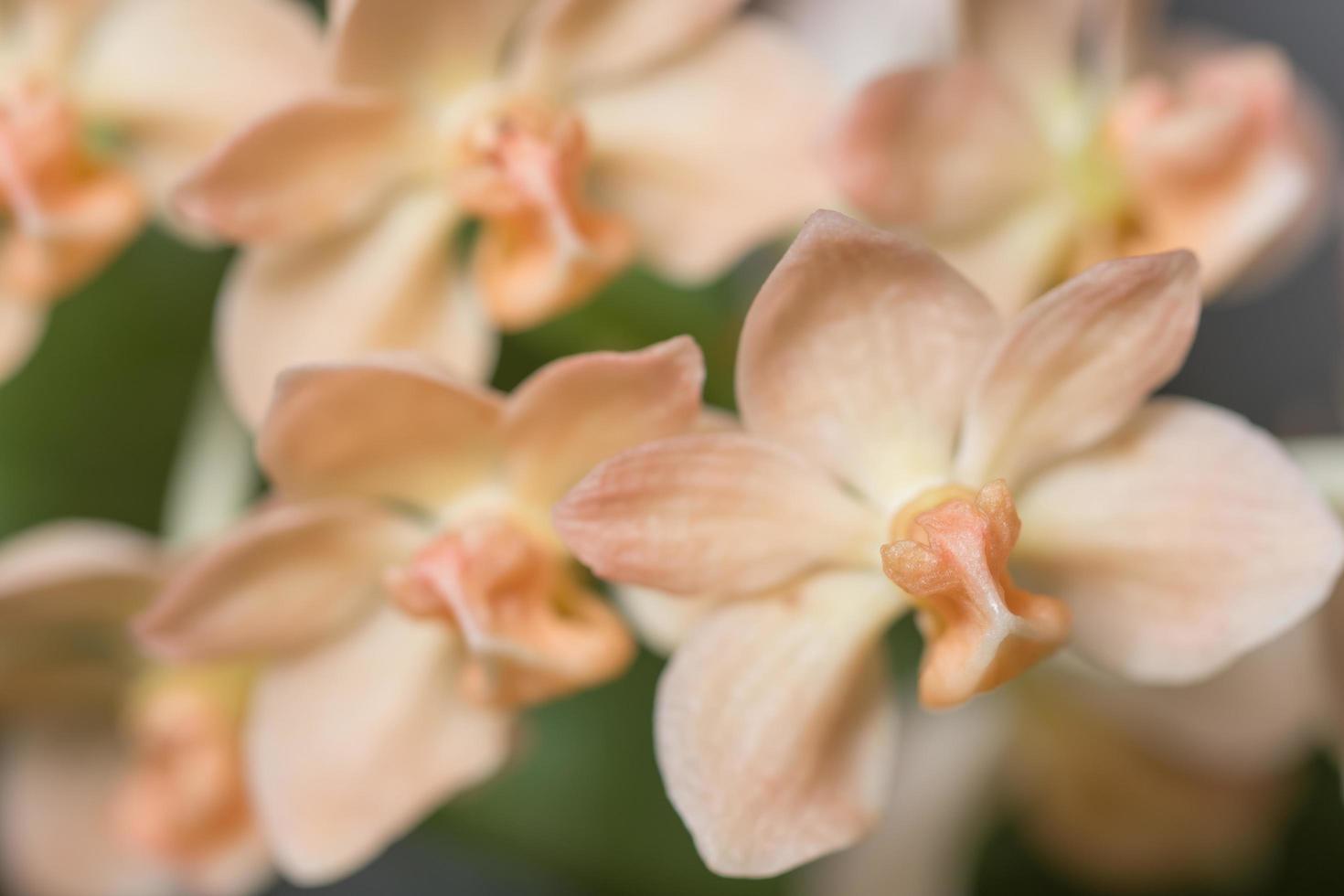 orchideebloem close-up foto