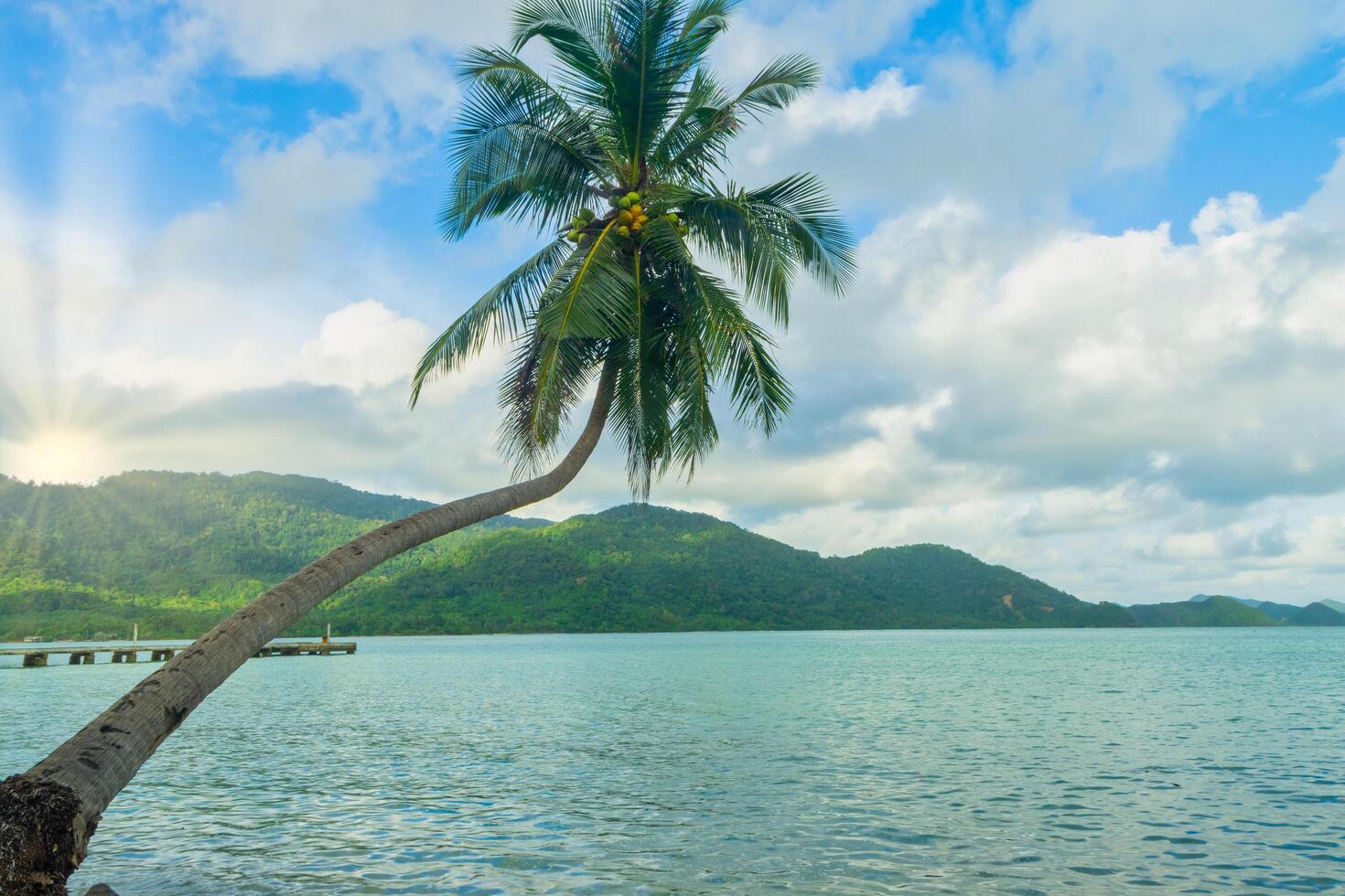 kokospalm op Koh Chang foto