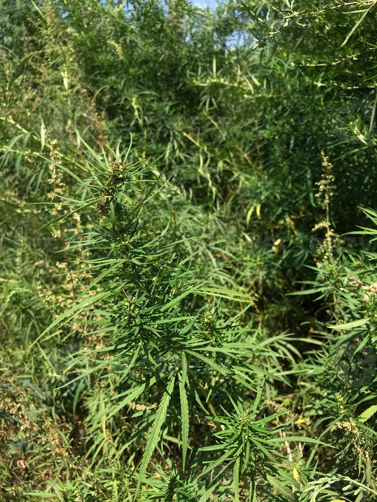 groot groeit groen hennep struiken Aan een zomer dag foto