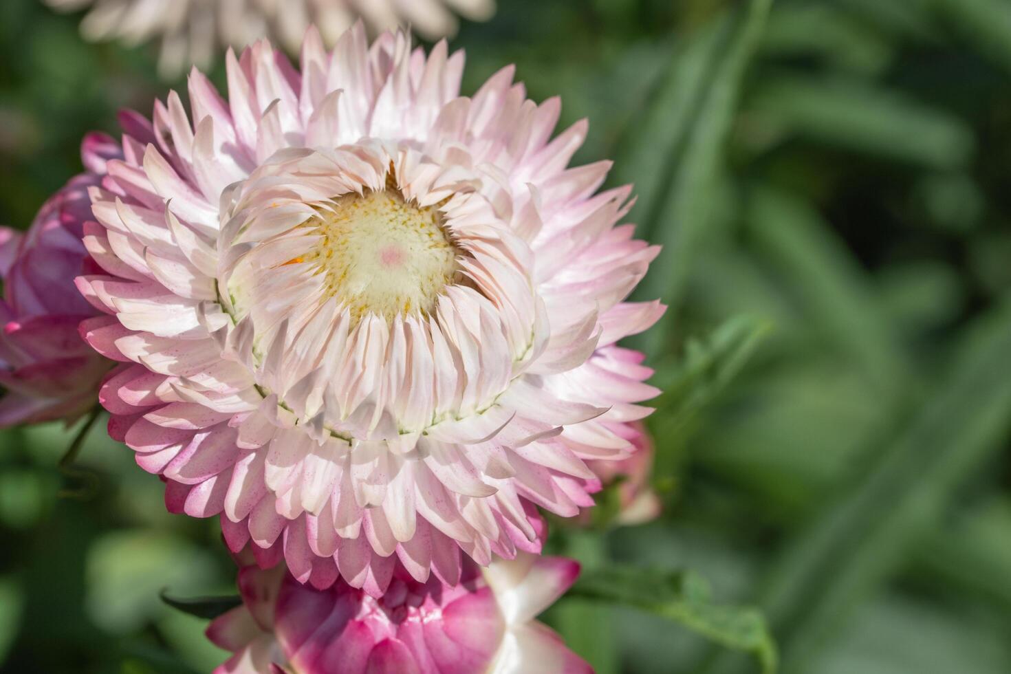 stro bloem close-up foto