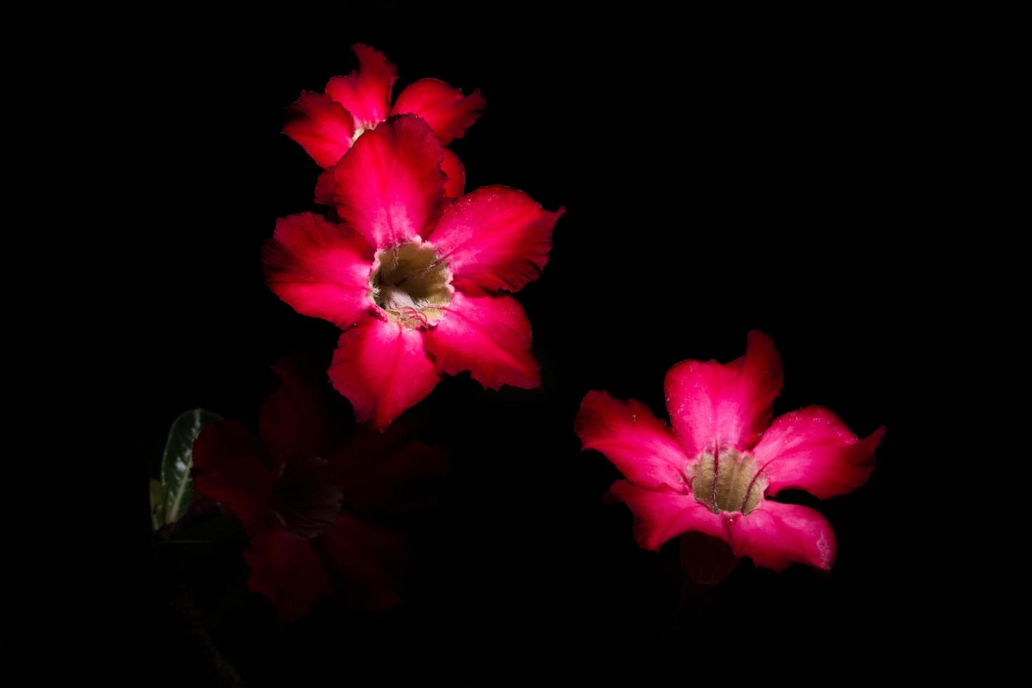 roze bloemen op zwarte achtergrond foto