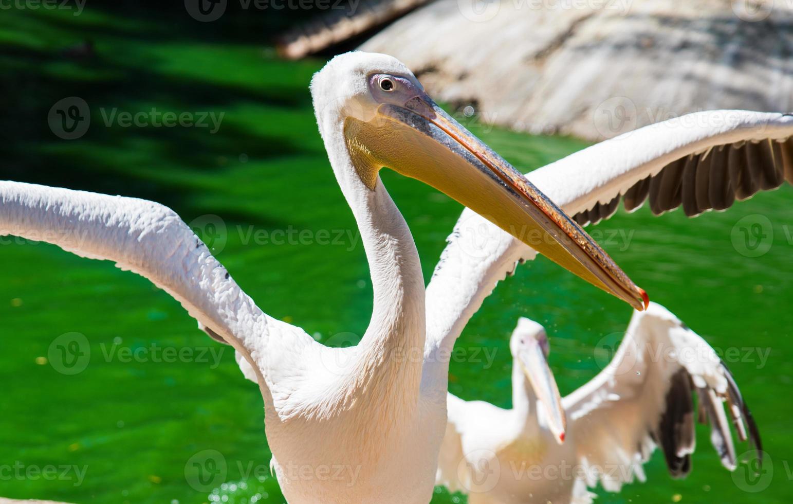 wit pelikaan verspreiding haar Vleugels Aan de vijver foto