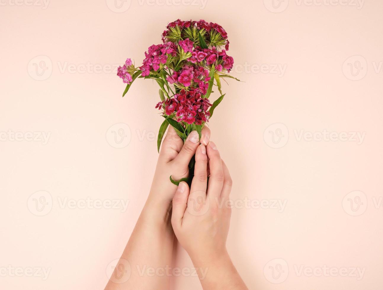 vrouw handen met licht glad huid en bloemknoppen van een bloeiende Turks anjer foto