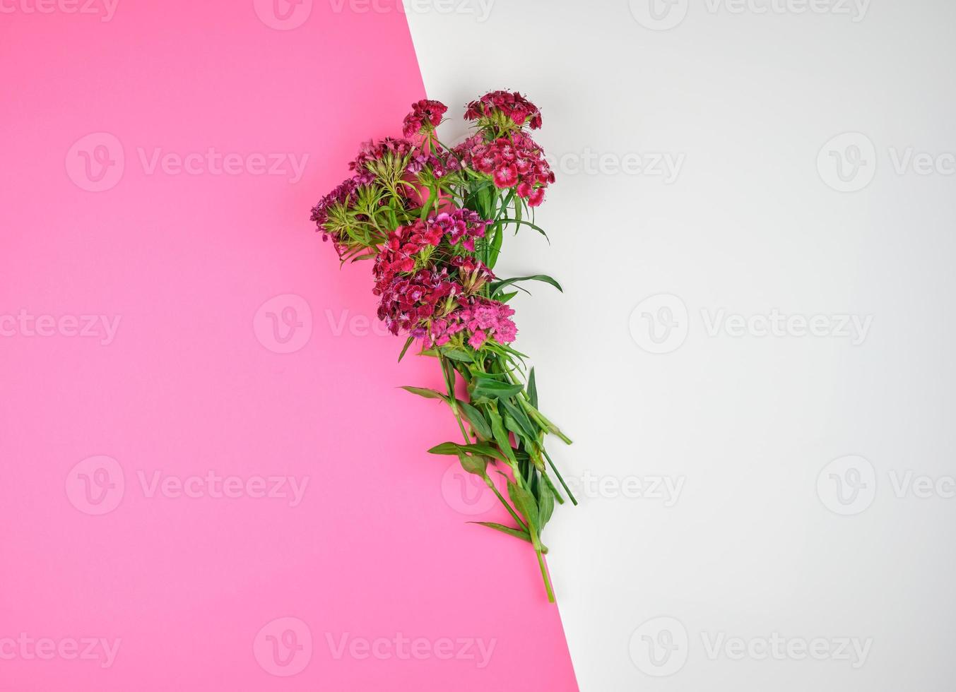 rood bloemknoppen bloeiend Turks anjers dianthus barbatus foto