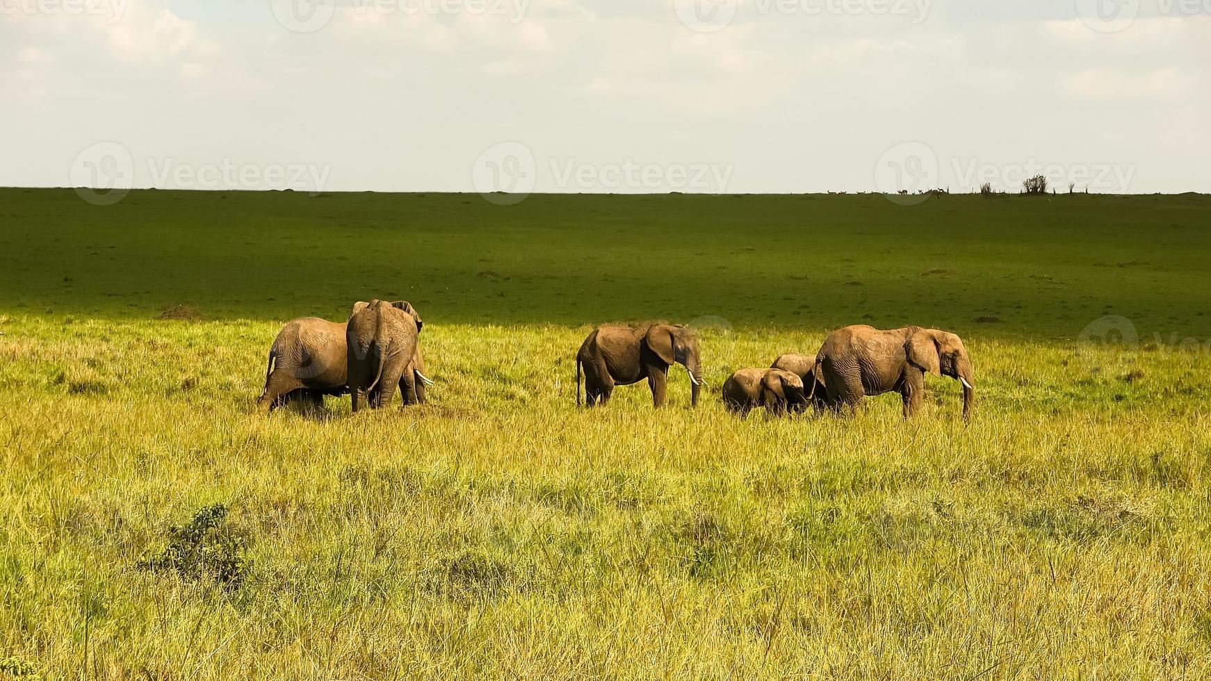 wild olifanten in de bushveld van Afrika Aan een zonnig dag. foto