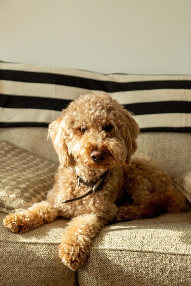 goldendoodle hond huisdier foto