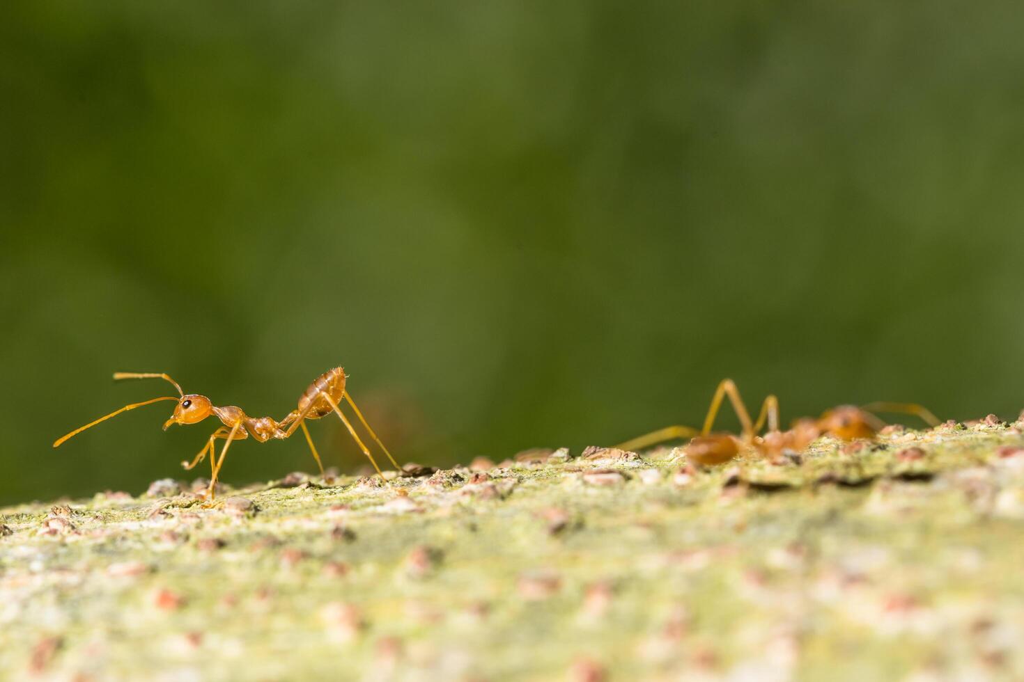 mieren op de grond foto