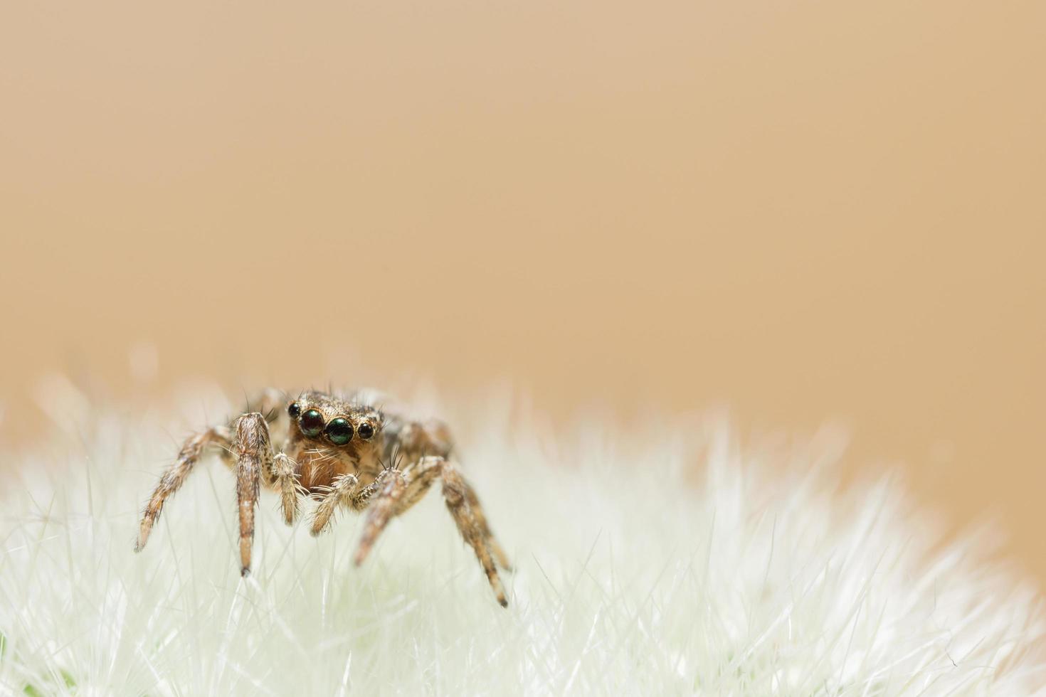 spin op een bloem foto