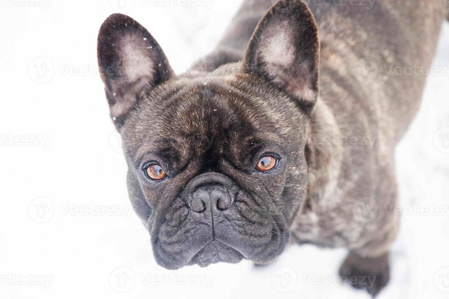 Frans bulldog zwart gestroomd in besneeuwd het weer. zacht focus Aan de ogen. portret van een hond in winter. foto