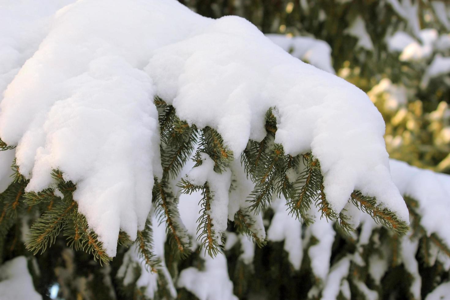 vachttakken onder zware sneeuwval foto