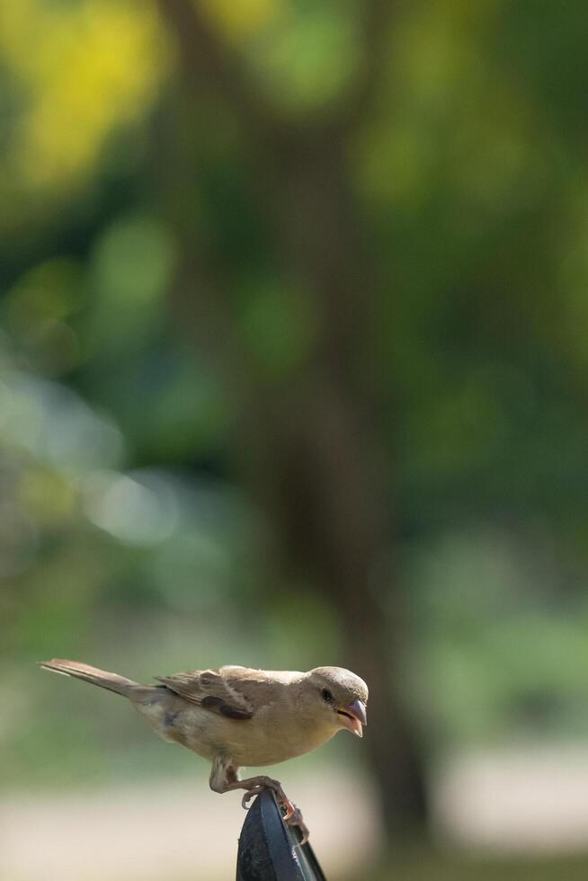 passer montanus op groene natuurlijke achtergrond foto