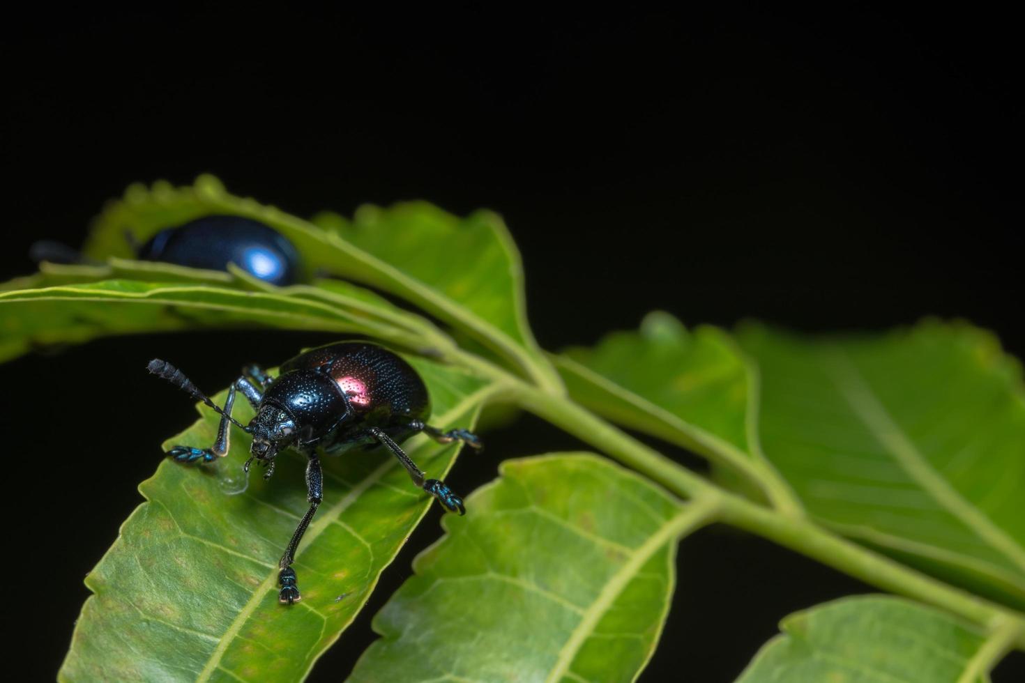 blauwe kever op een blad foto