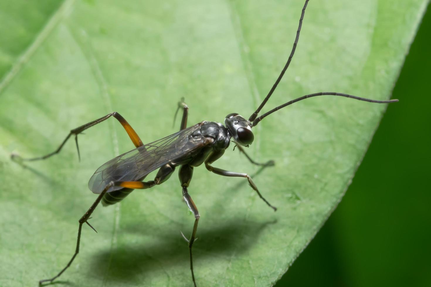 insect op een blad foto