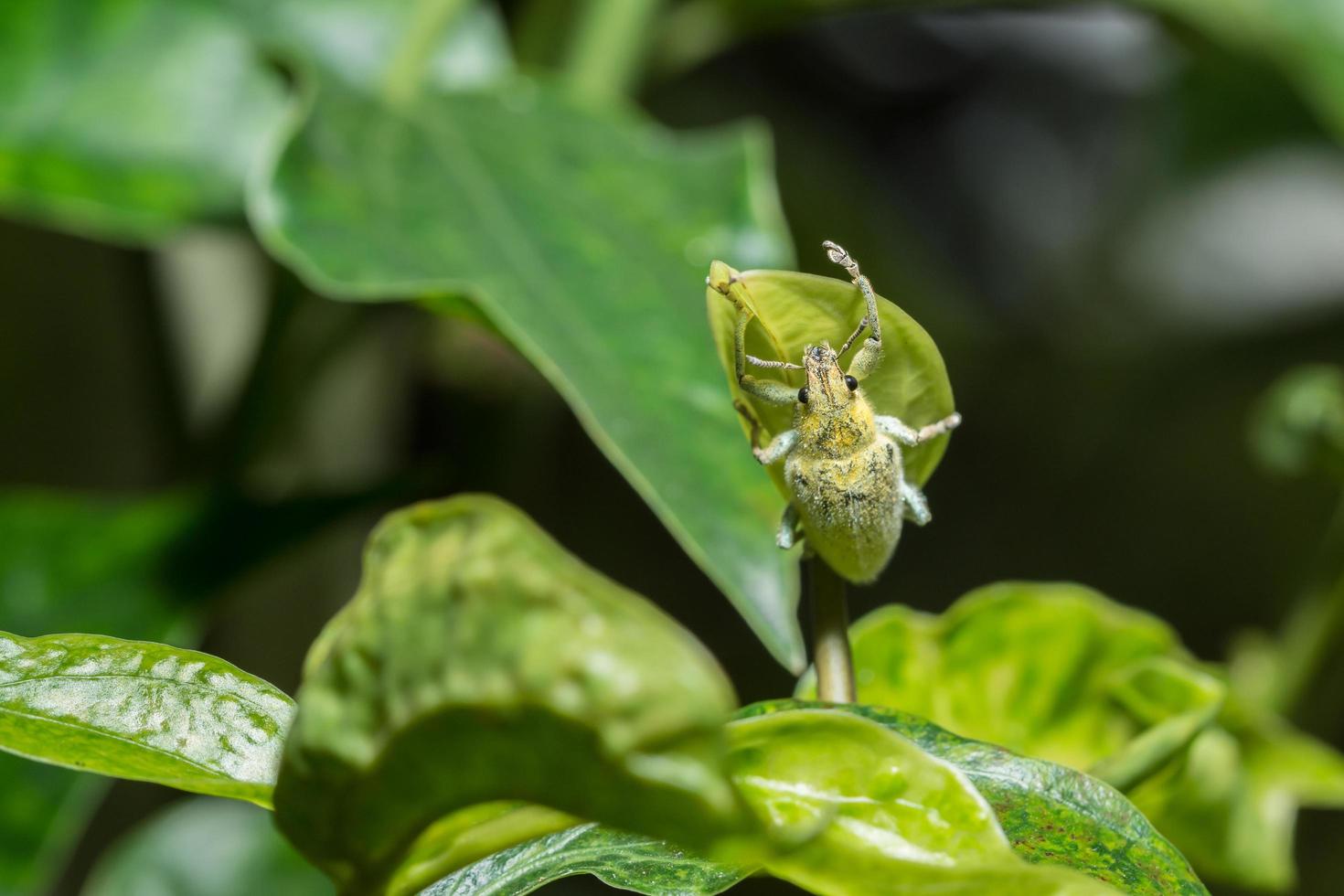 groene snuitkever op een blad foto