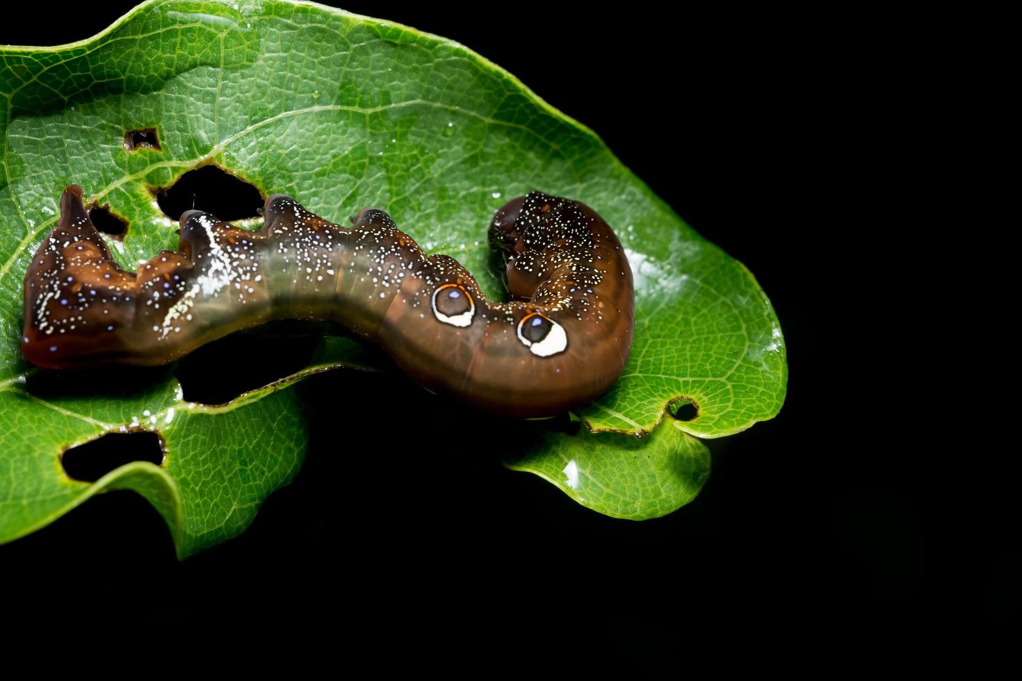 bruine rups op een blad foto