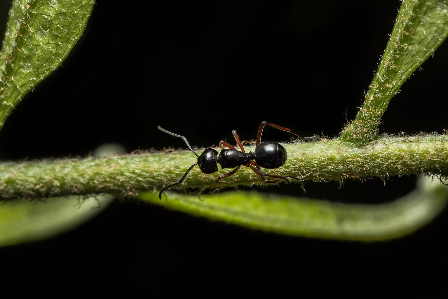 zwarte mier op een plant foto