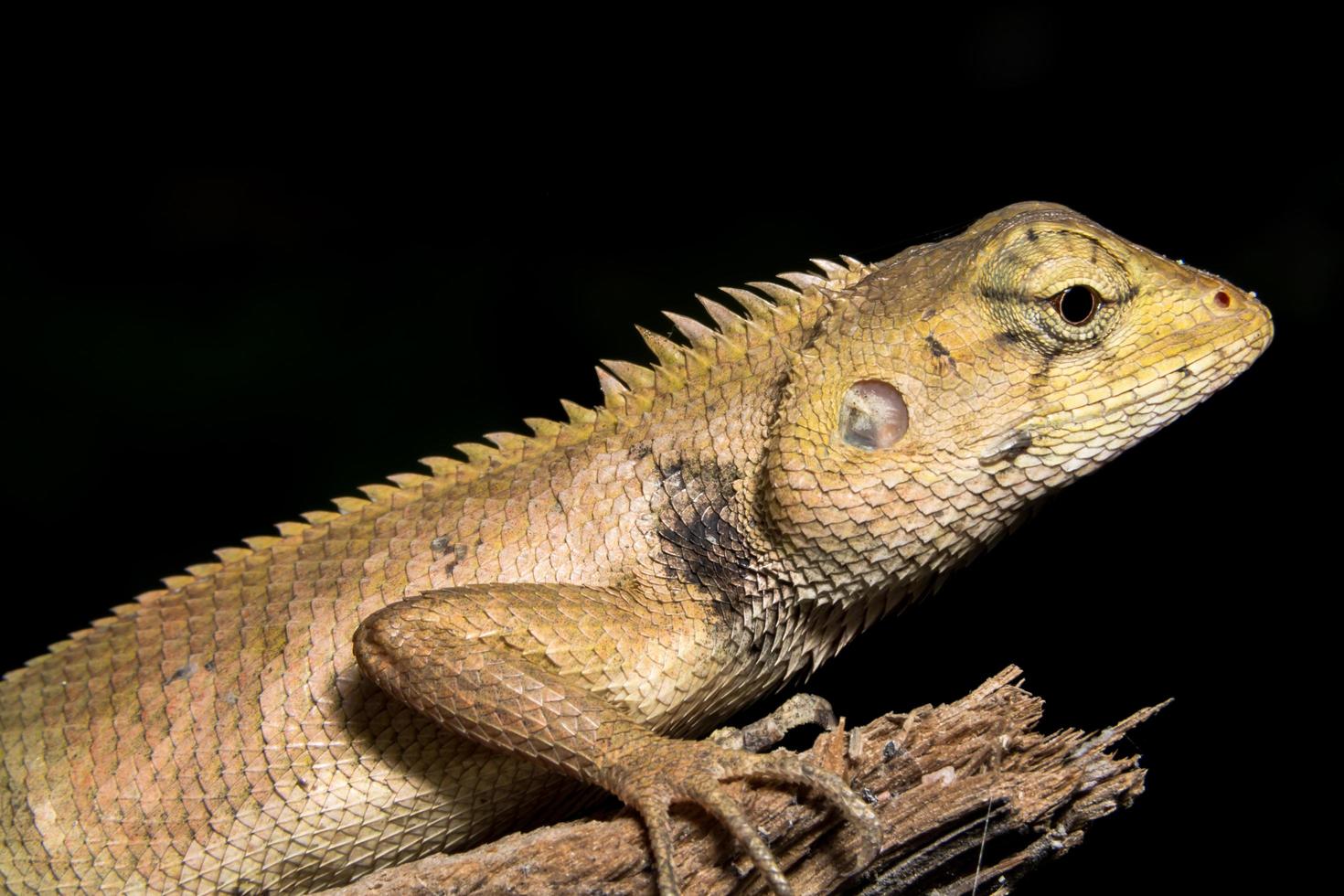 kameleon op zwarte achtergrond foto