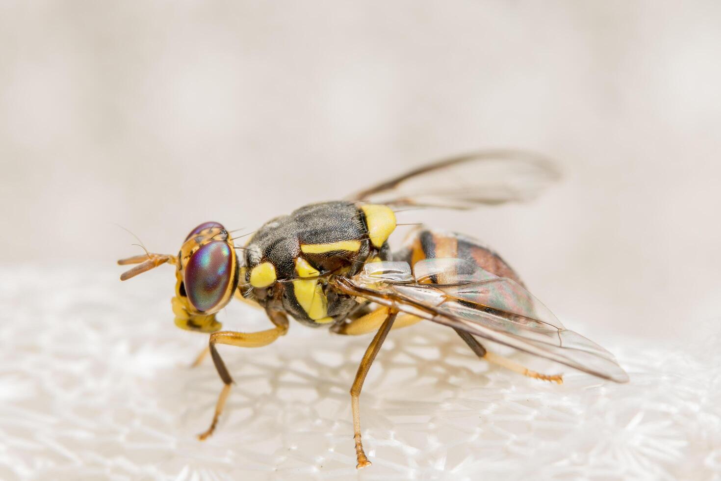 drosophila melanogaster close-up foto