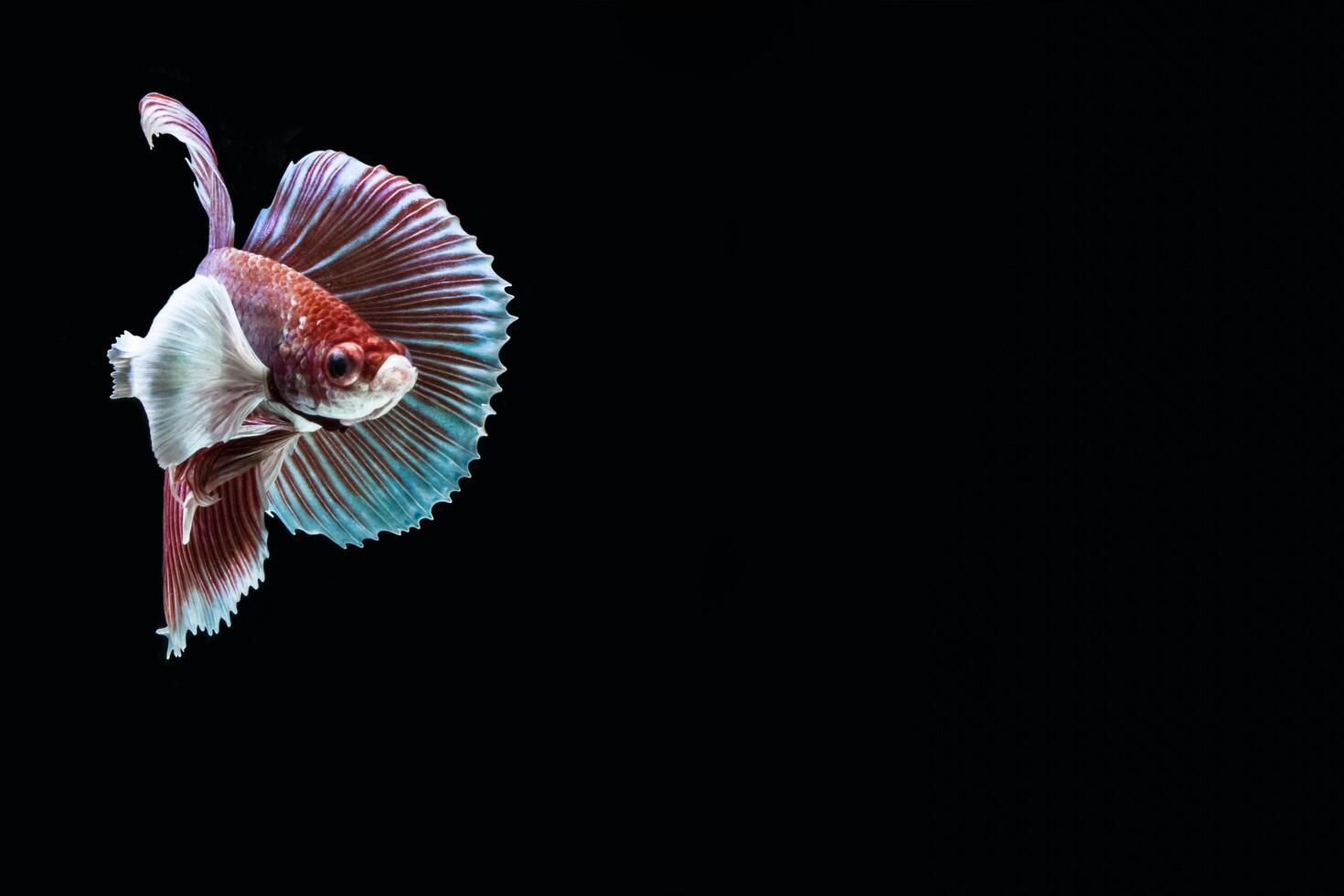 betta splendens op zwarte achtergrond foto