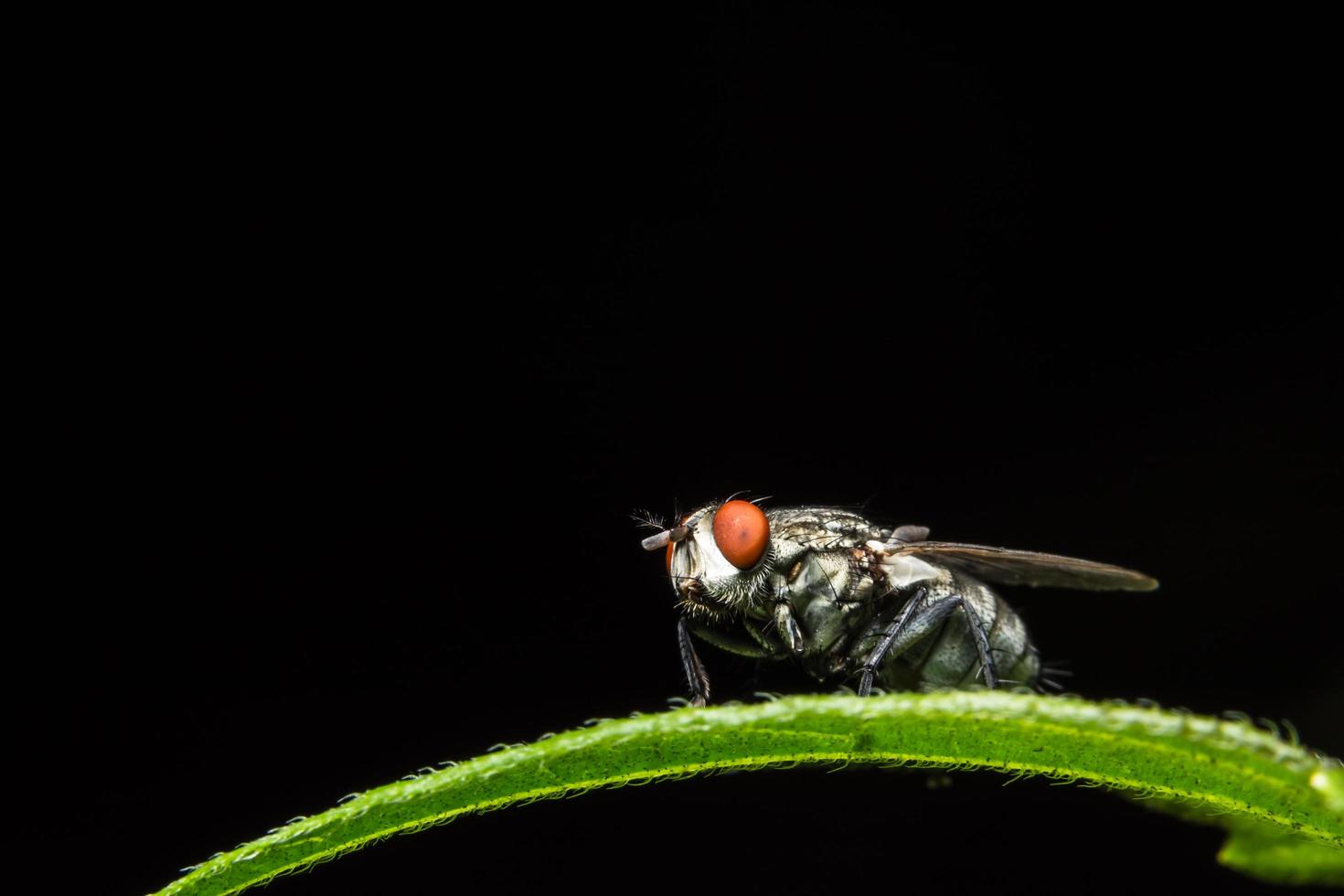 close-up van vlieg op een blad foto