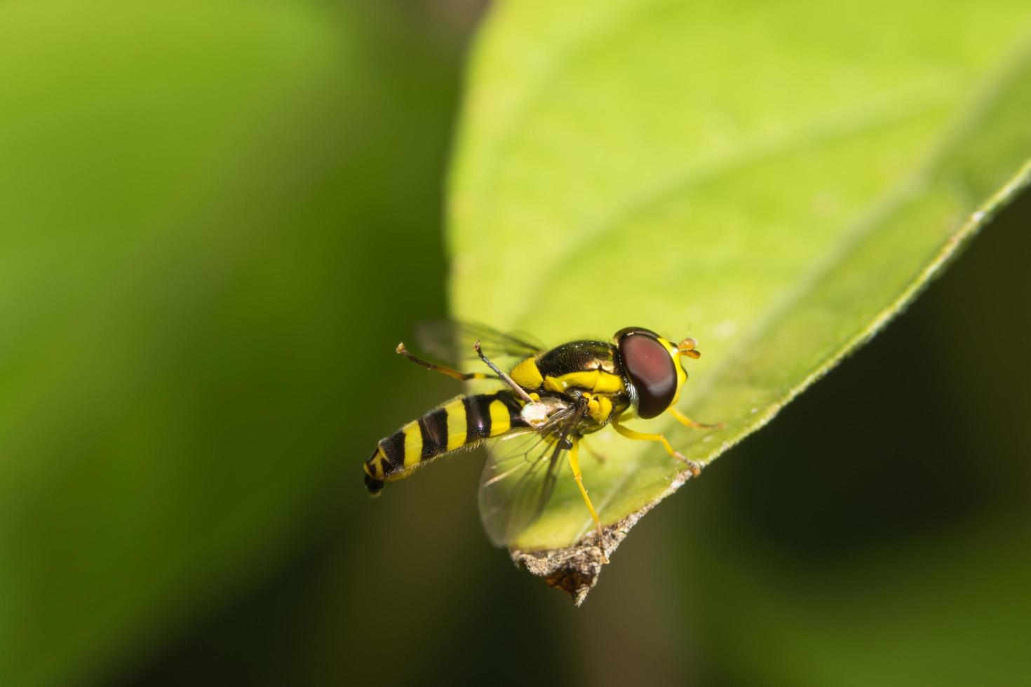 bij op een blad foto