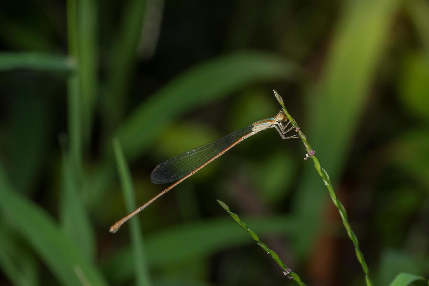 zygoptera op het gras foto