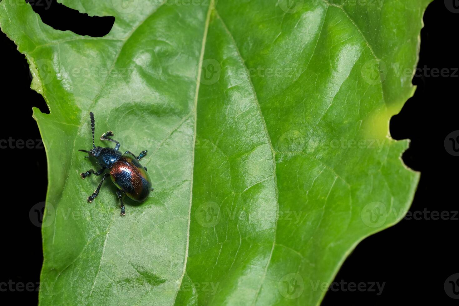 blauwe kever op een blad foto