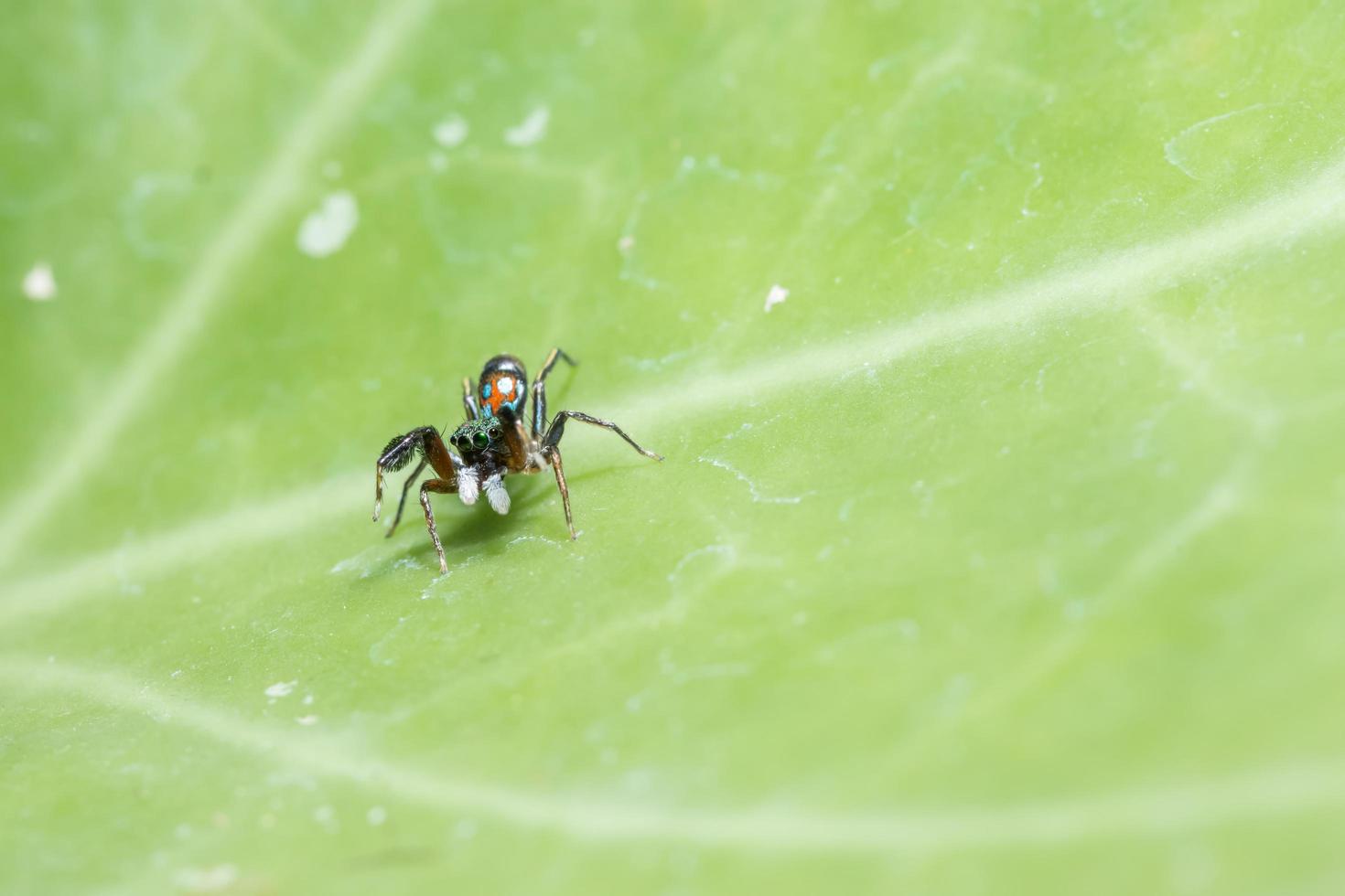 spin op een groen blad foto