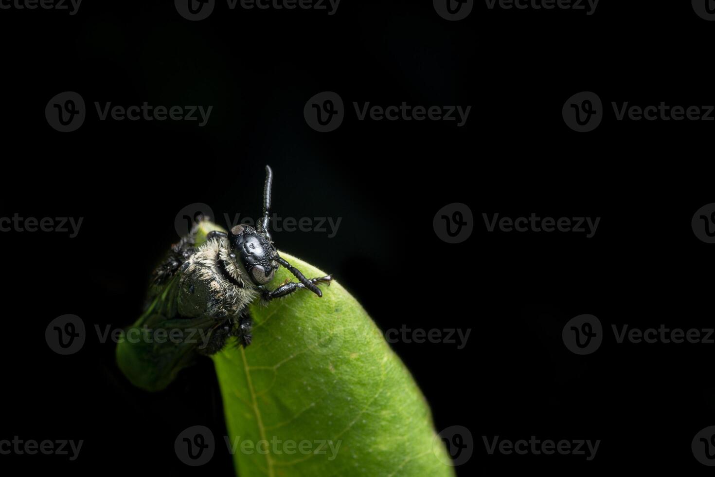 insect op blad foto