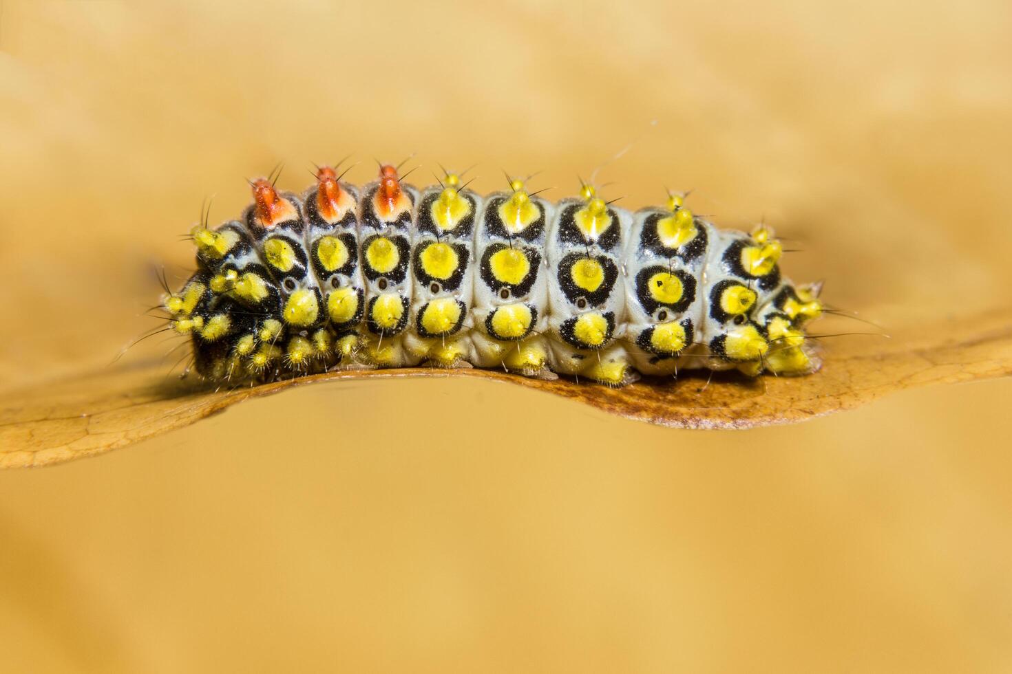 rups op een droog blad foto