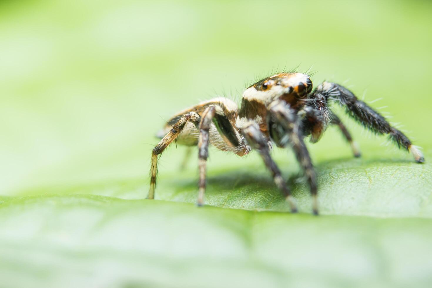 spin op een groen blad foto