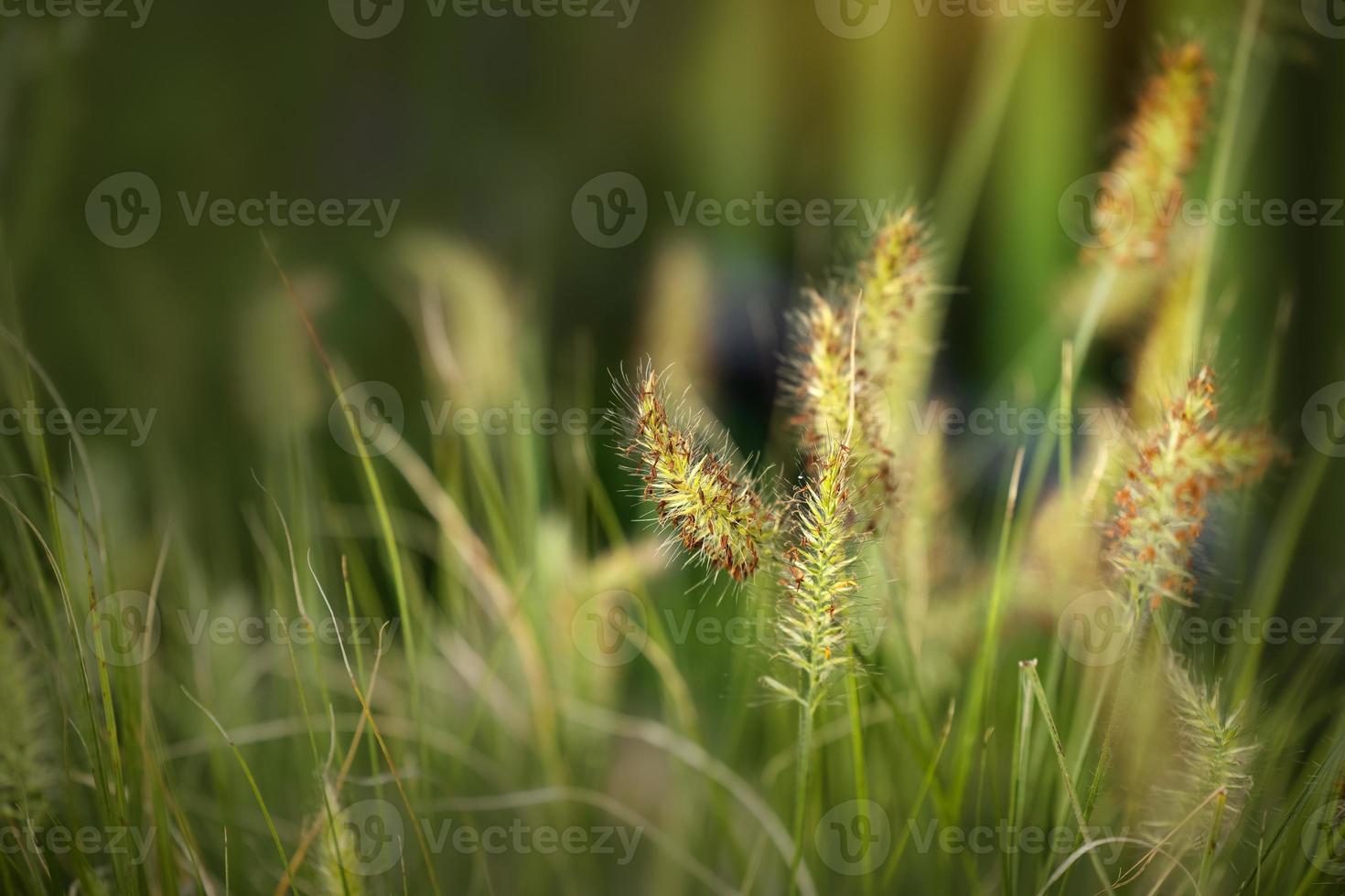 groen vossestaart gras in de zonneschijn foto