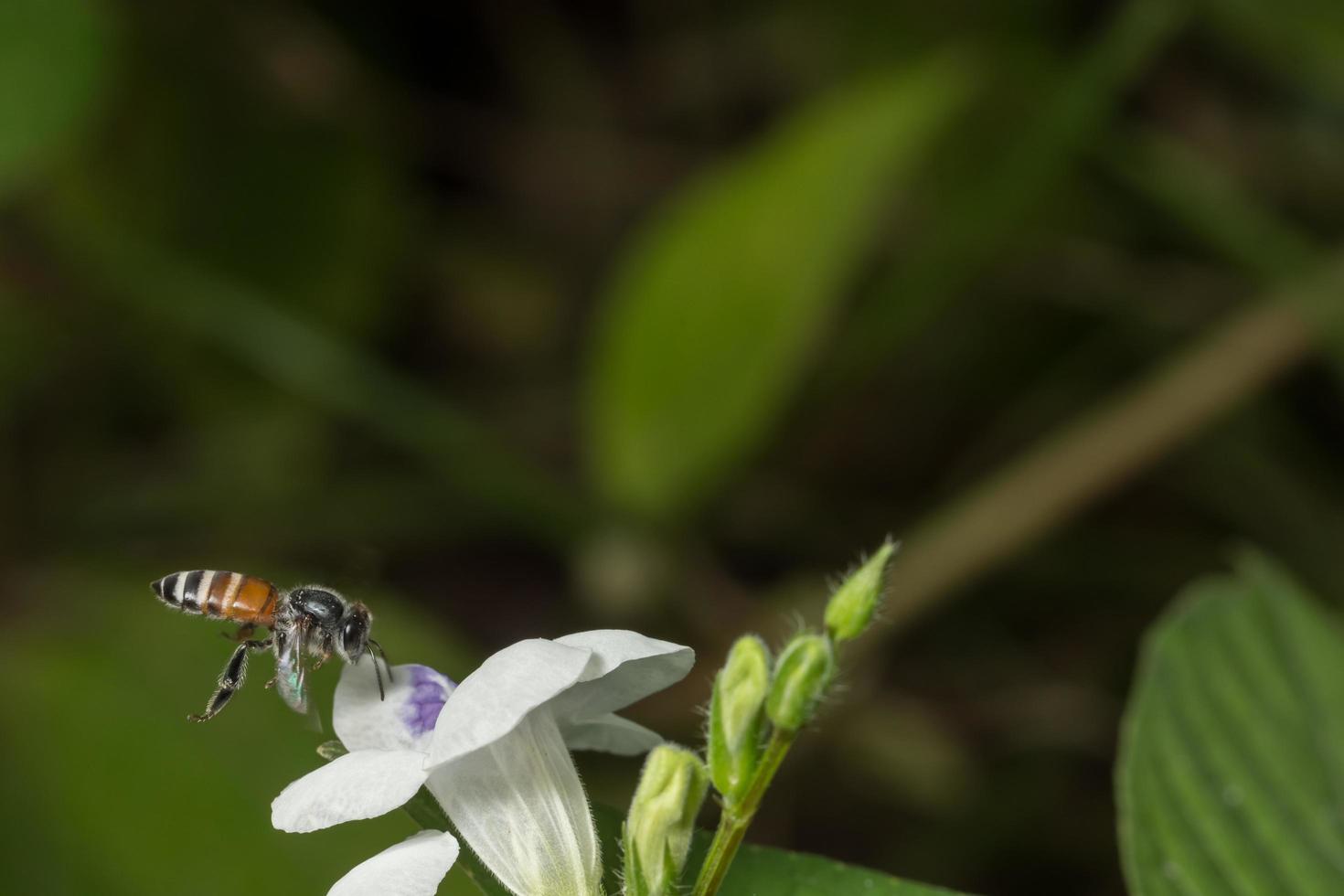 bij die op een bloem vliegt foto