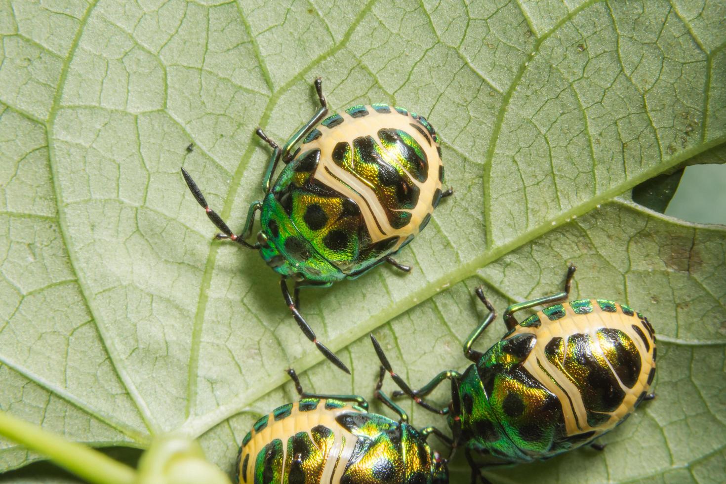 lieveheersbeestjes op een blad foto