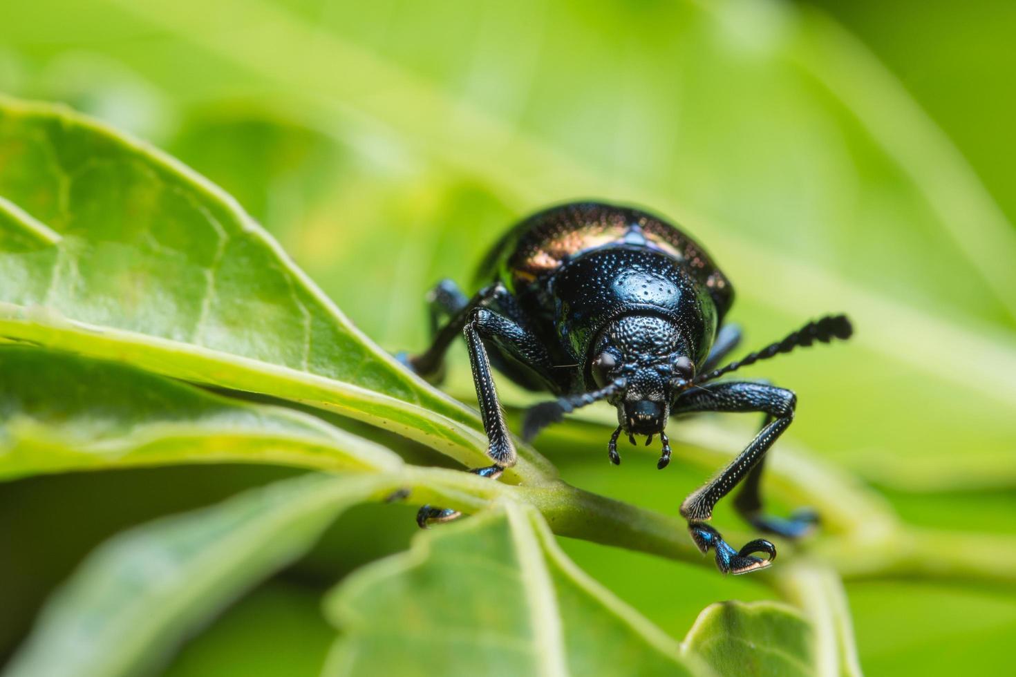 blauwe kever op een blad foto