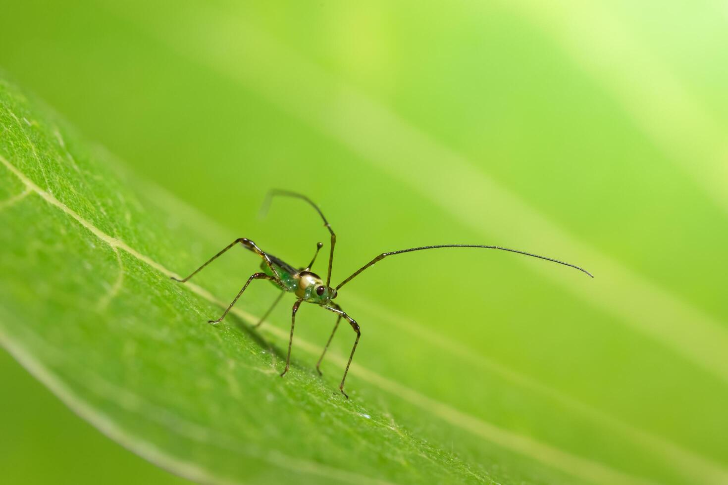 insect op een blad foto