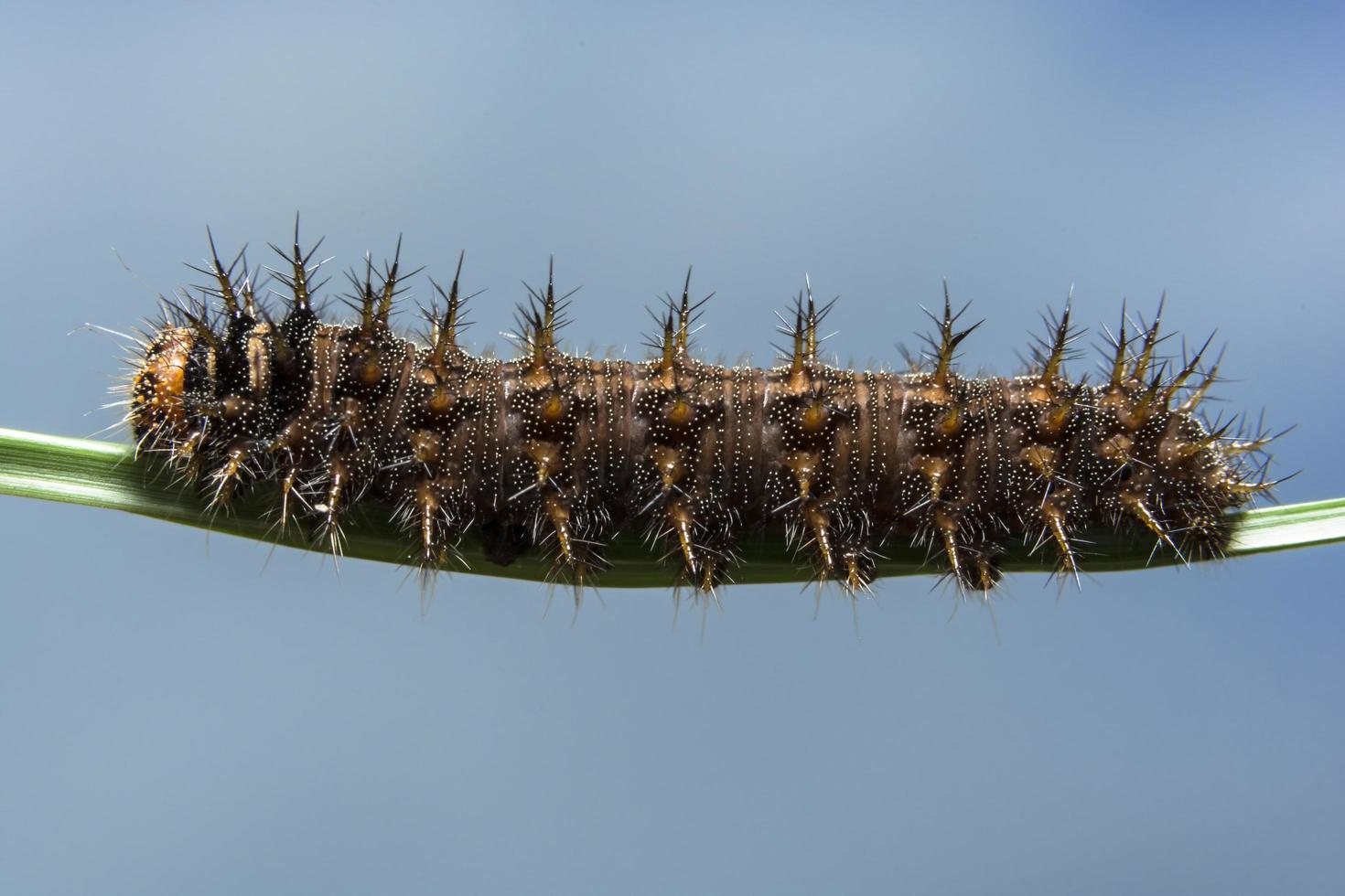 worm op een blad foto