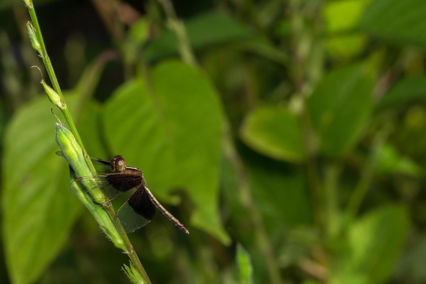 zwarte libel op een plant foto