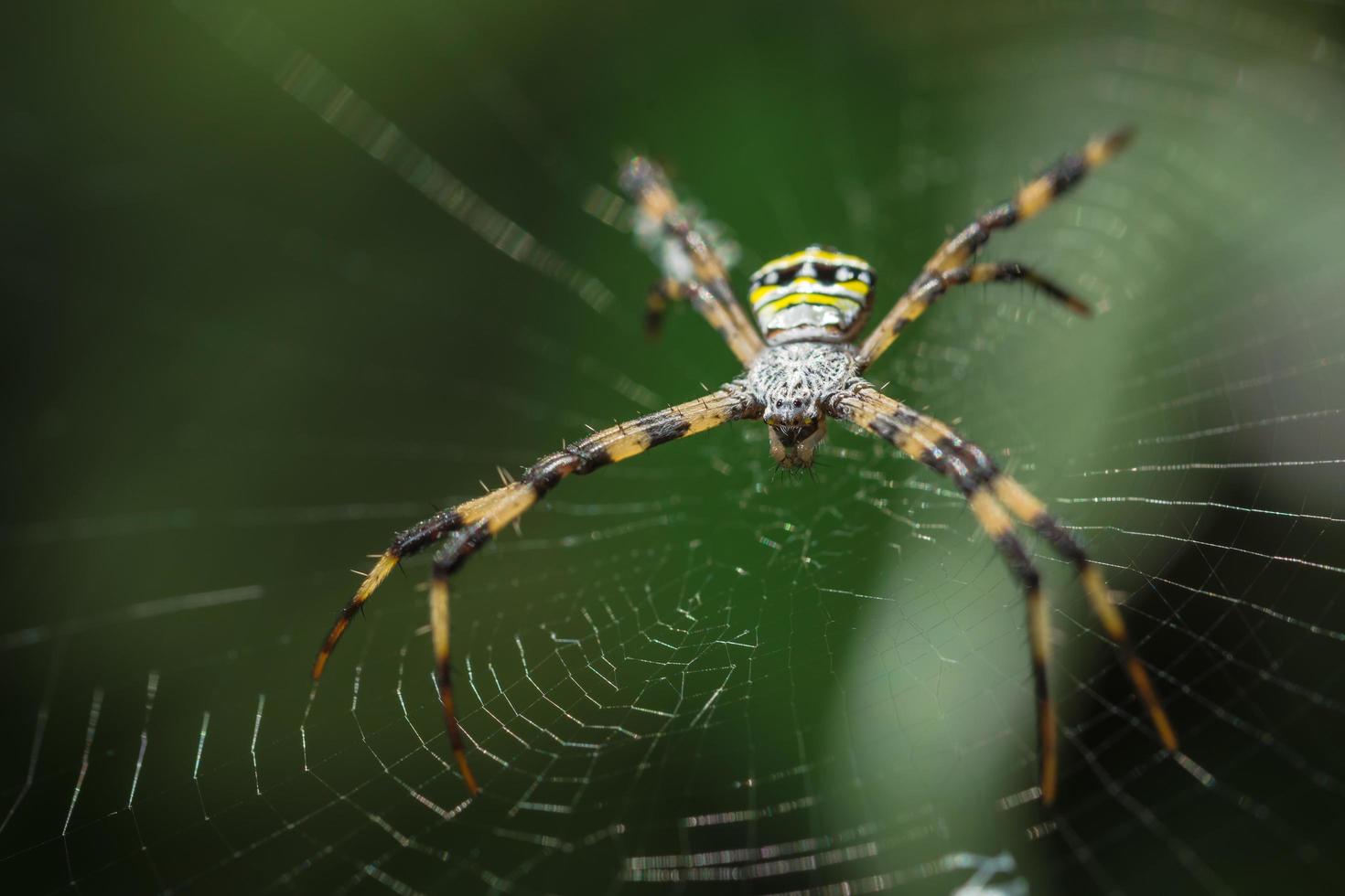 spin in het spinnenweb foto