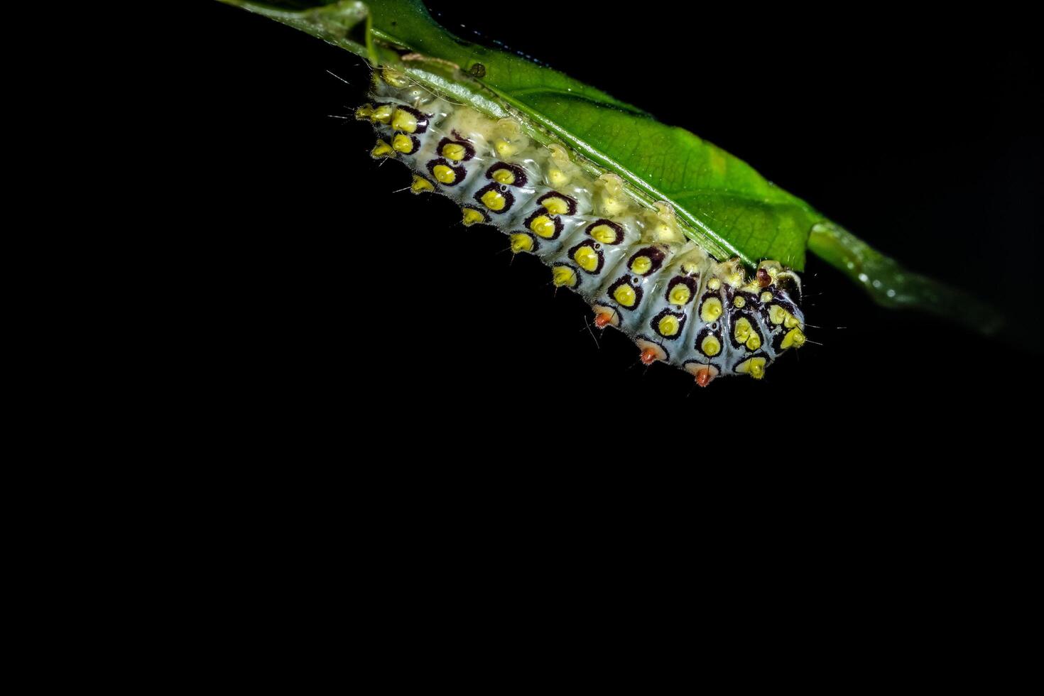 gele worm op blad foto