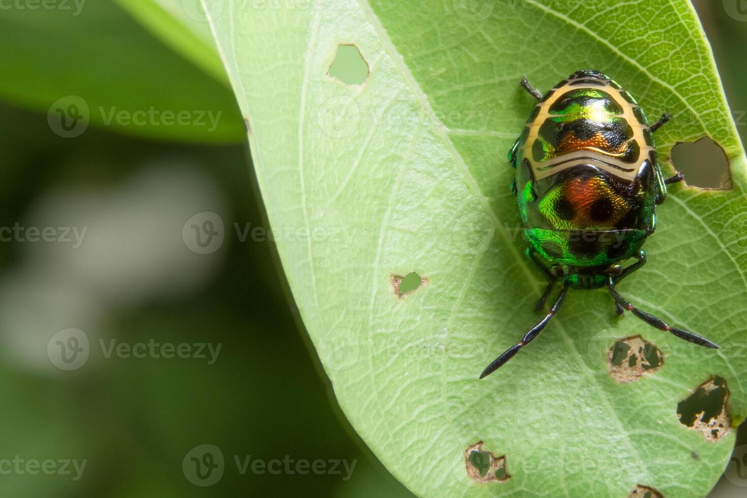 groen lieveheersbeestje op een blad foto