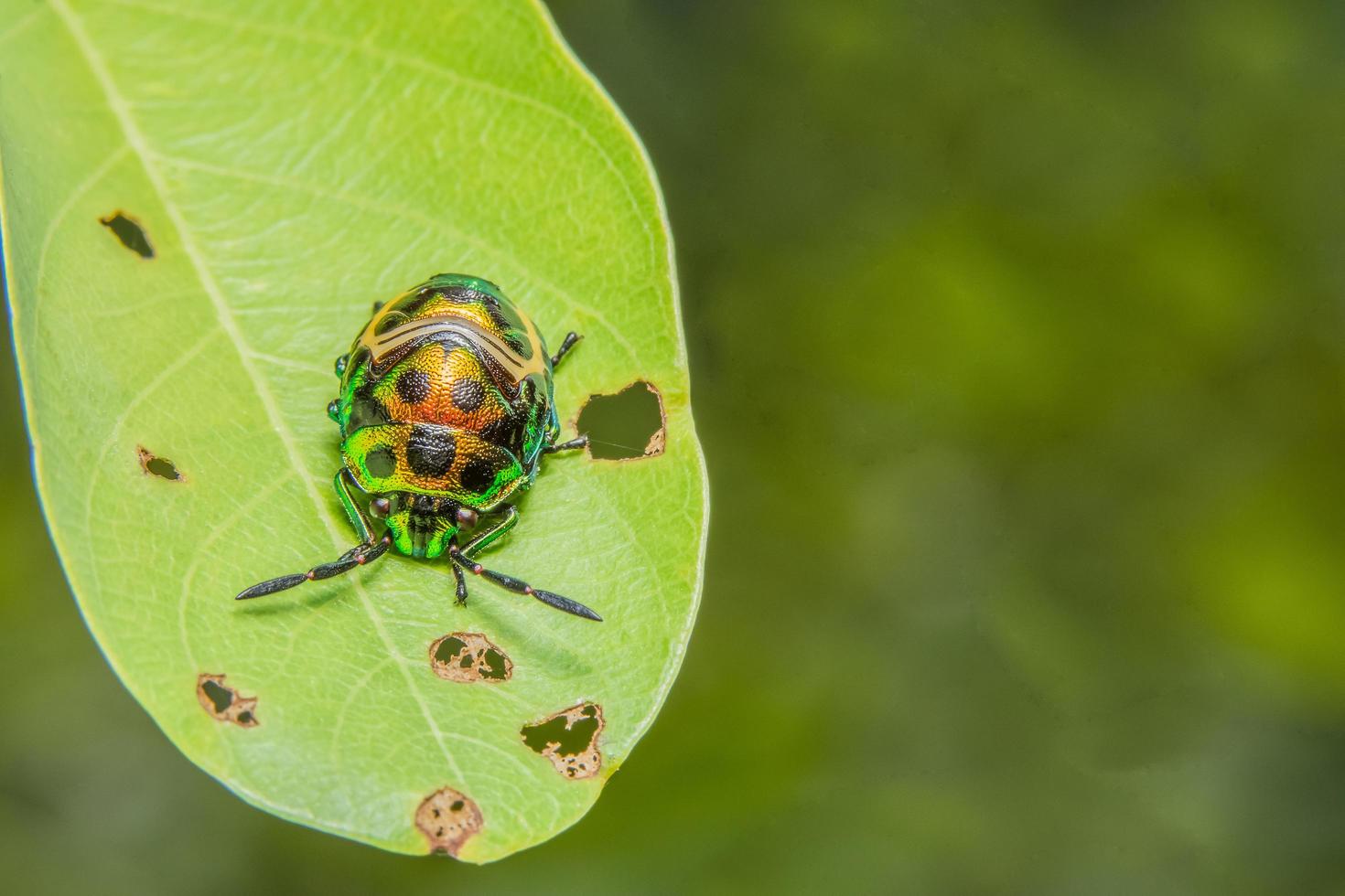 groen lieveheersbeestje op een blad foto