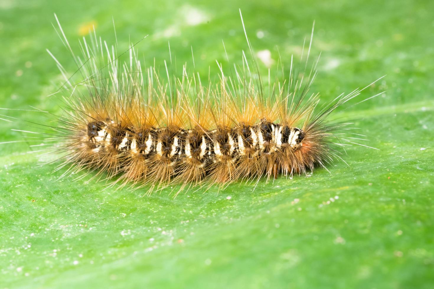 rups op een blad foto