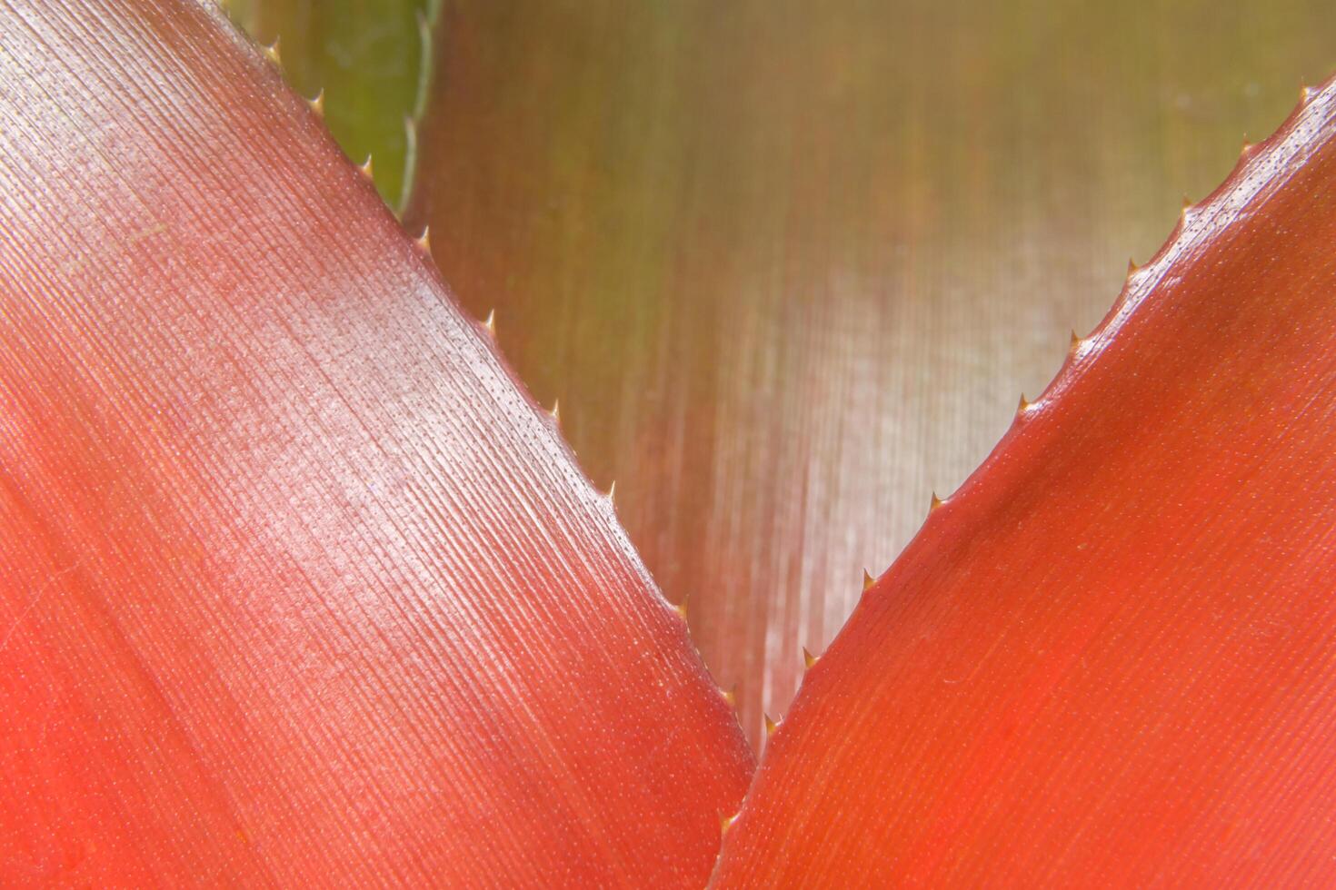 bromelia bladeren close-up foto