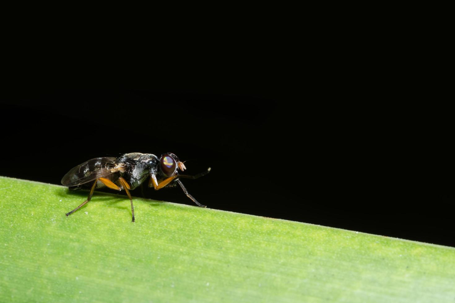 vliegen op een blad foto