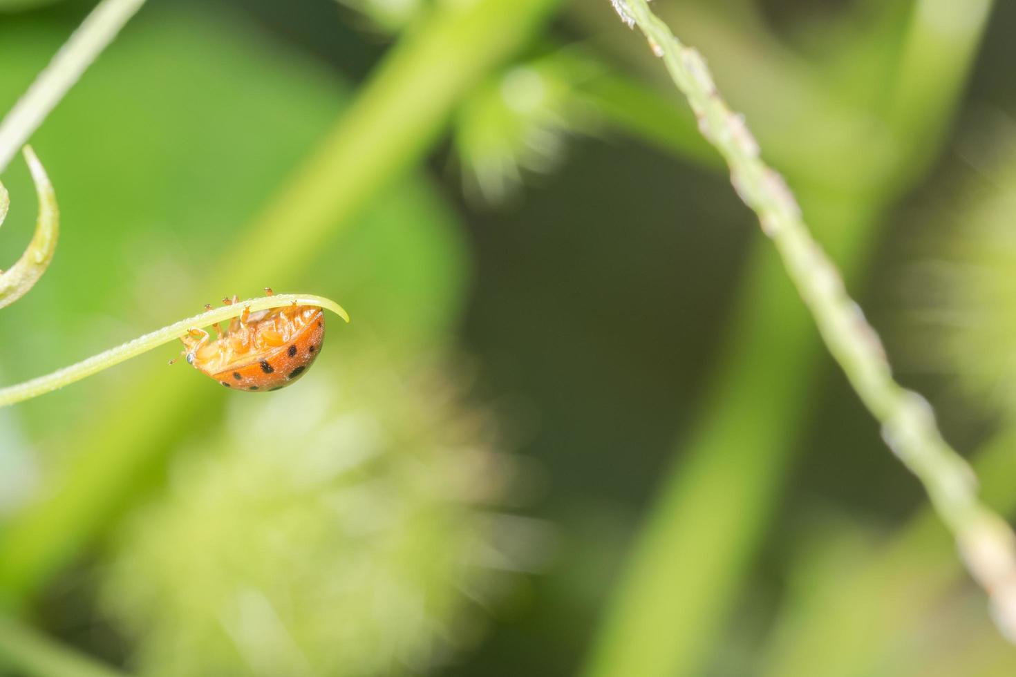 lieveheersbeestje op een blad foto