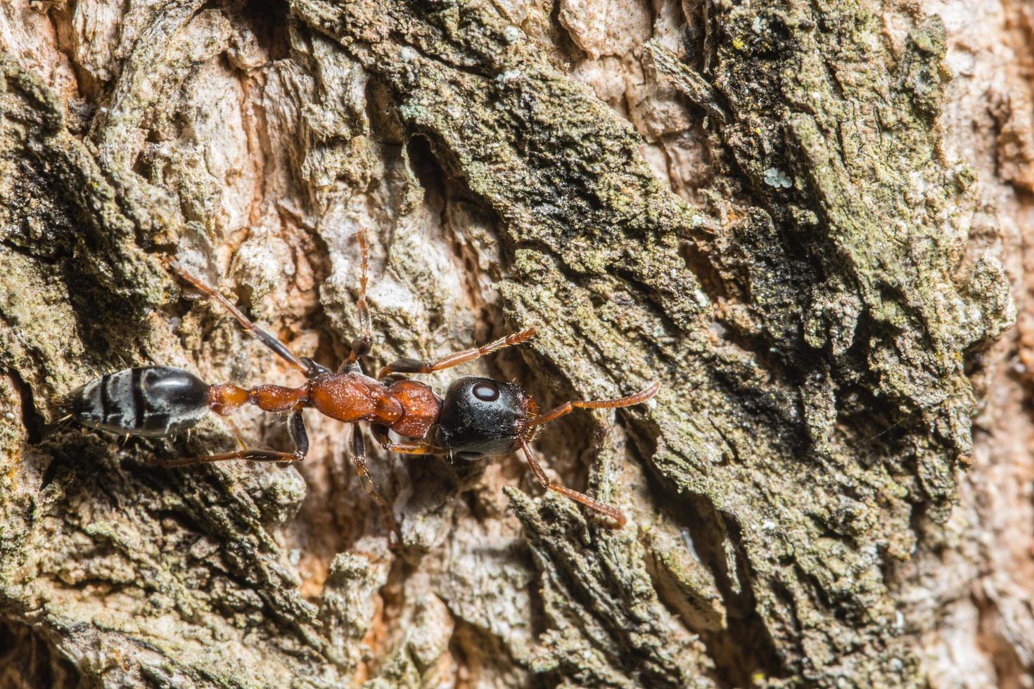 tetraponera rufonigra mier foto