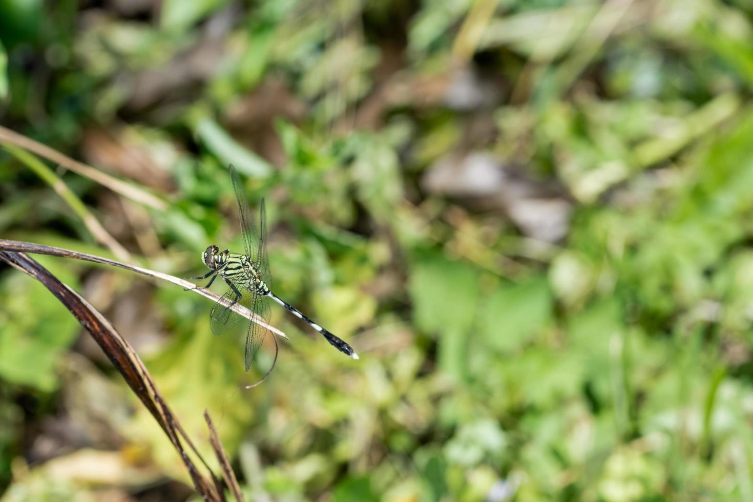 libel op een plant foto