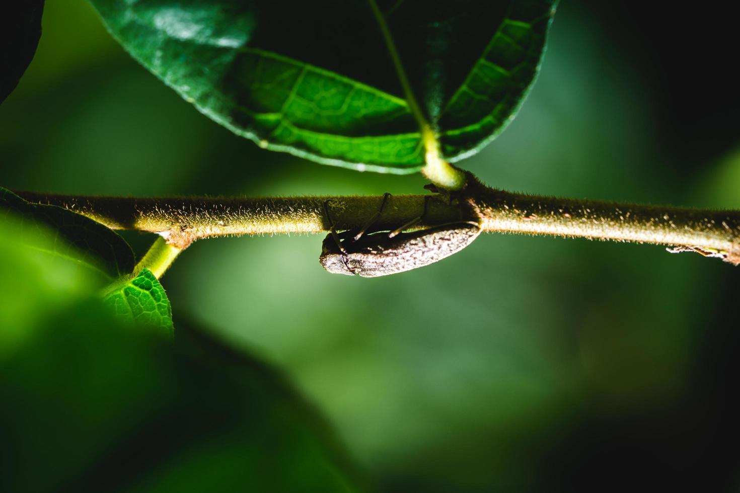 insect op een tak foto