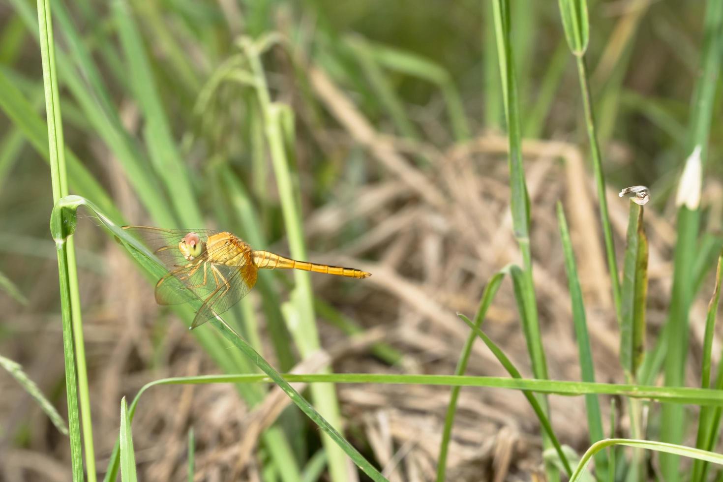 libel op gras foto